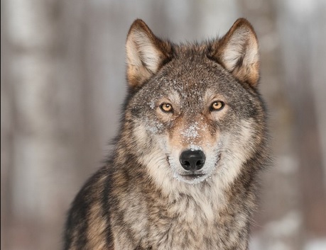 lambang hewan nasional italia